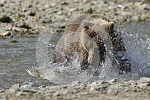 Grizzly bear catching fish