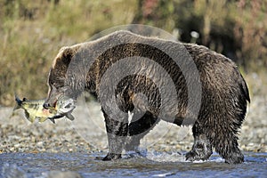 Grizzly bear catching fish