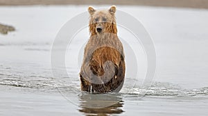 A grizzly bear catching salmon in the Douglas River