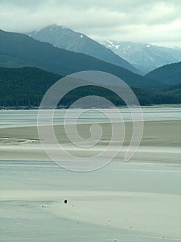 Grizzly bear chasing salmon at low tide, Turnagain Arm, Anchorage, Alaska