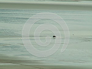 Grizzly bear chasing salmon at low tide, Turnagain Arm, Anchorage, Alaska