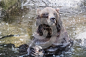 Grizzly bear in Cleveland Zoo, Ohio, U.S.A.