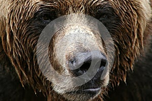 Grizzly Bear Close Up