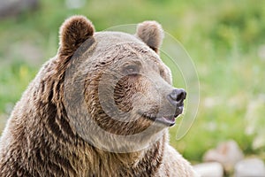 Grizzly bear photo