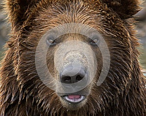 Grizzly bear close up portrait