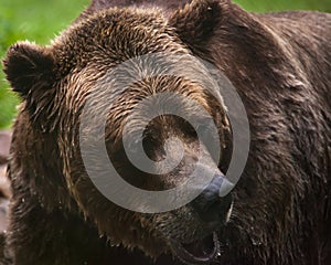 Un oso 