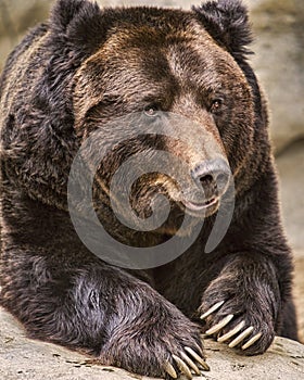 Grizzly Bear Closeup