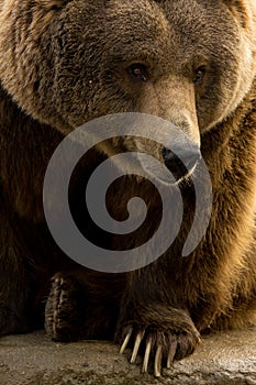 Grizzly Bear Closeup with Claws Showing