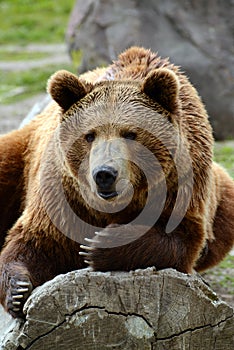 Grizzly bear closeup lounging on a log