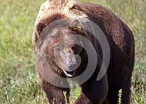 Grizzly bear closeup wandering through a grassy meadow in Montana