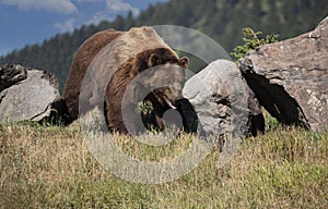 Grizzly bear closeup wandering over rocky hill in Montana