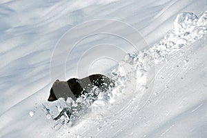 Grizzly bear creates snow balls (Ursus arctos), Alaska, Denali N photo