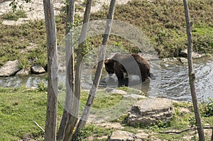 Grizzly bear crossing the river on a sunny day