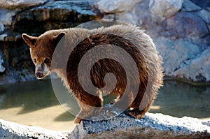 Grizzly Bear Cub