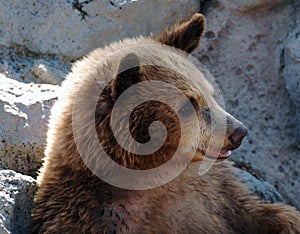 Grizzly Bear Cub