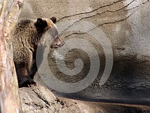 Grizzly bear cub