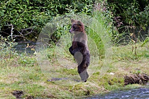 Grizzly bear cub