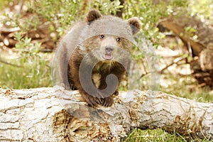 Un orso cucciolo 