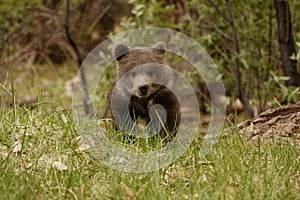 Grizzly Bear Cub photo