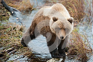 A grizzly bear cub balances on a log