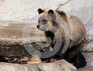 Grizzly bear cub light brown