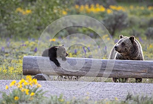 Grizzly bear cub on log with sow bear nearby