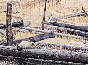 Grizzly bear cub sleeping burnt log forest