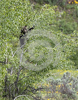 Grizzly bear cub in tree