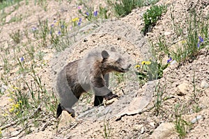 Grizzly Bear cub (Urus actors horribilis)