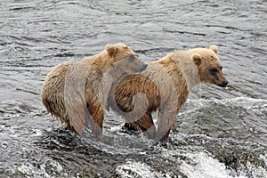 Grizzly Bear Cubs