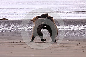 Grizzly Bear Cubs on the beach