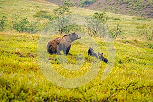 Grizzly bear with cubs in Denali National Park, Alaska.