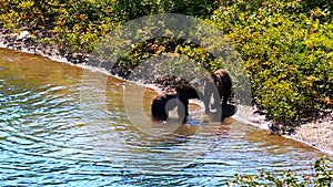 Grizzly Bear Cubs Glacier Park