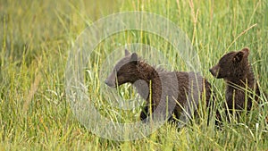 Grizzly Bear Cubs Rush to See where Mom went after getting Seperated