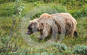 Grizzly bear in Denali National park