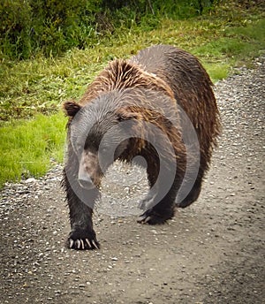 Grizzly bear in Denali National Park