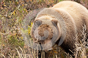 Grizzly Bear in Denali National Park Alaska in Autumn