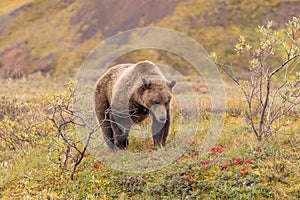 Grizzly Bear in Denali National Park Alaska