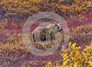 Grizzly bear in Denali National Park photo