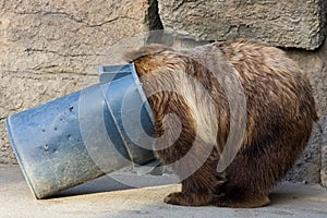 Grizzly Bear Digging in a Trash Can