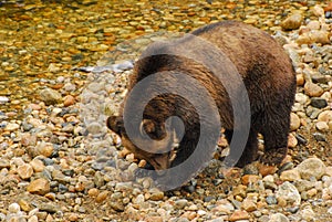 A grizzly bear digs in the cobbles looking for salmon eggs