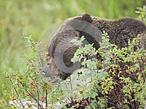 Grizzly Bear eating Rose hip food