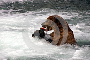 Grizzly Bear eats Salmon