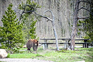 Grizzly bear encounter 1