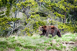 Grizzly bear encounter 2