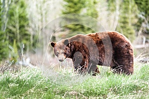Grizzly bear encounter 3
