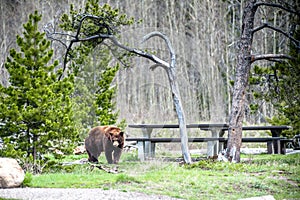 Grizzly bear encounter 1 photo