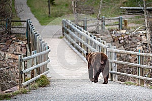 Grizzly bear encounter 4