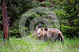 Grizzly Bear feeding in the forest