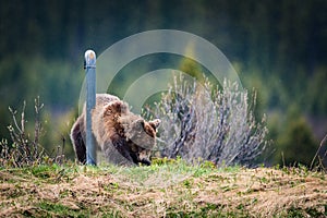 Grizzly Bear feeding in the rain